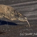 dragon_komodo_hsb_rinca_h_1077_kom2854.jpg